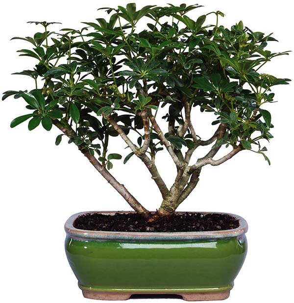 Cây cảnh ngũ gia bì bonsai