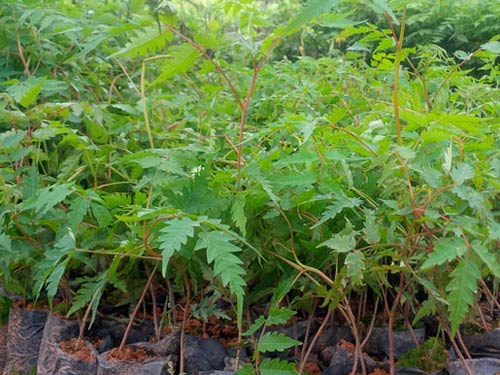 Giống cây xoan đào nhỏ