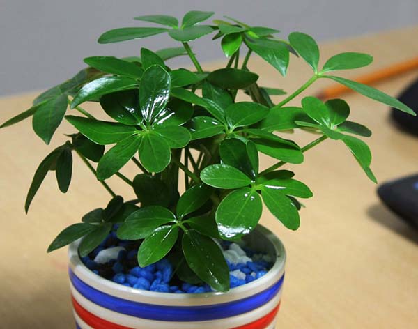 Hướng dẫn cách trồng cây cảnh ngũ gia bì