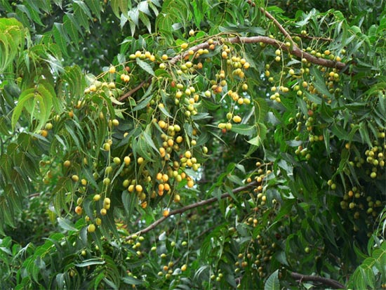 Mẫu cây xoan đào miền Bắc