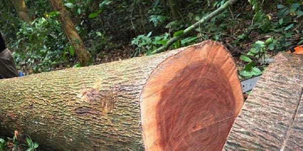 Ưu điểm của gỗ xoan đào là gì?