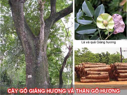 Gỗ gõ đỏ và gỗ hương loại nào tốt