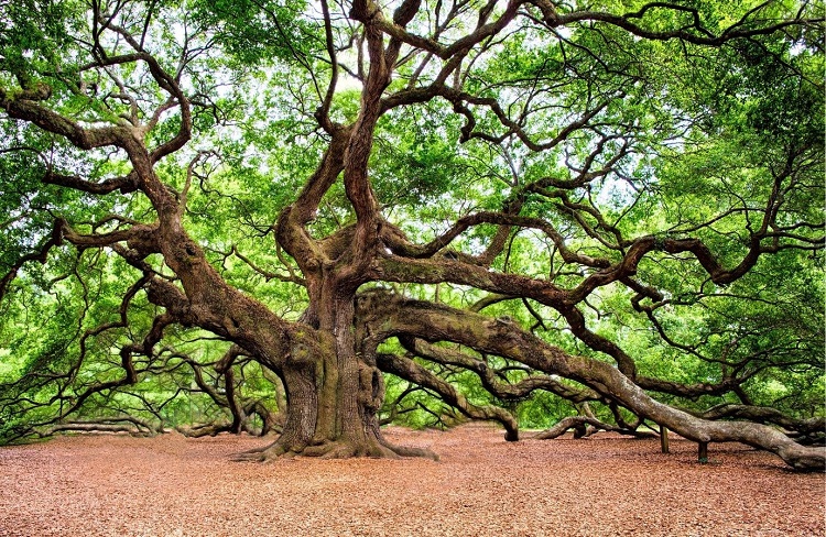 Hình ảnh cây gỗ sồi Mỹ (OAK)