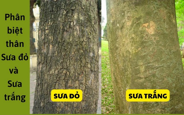 Cách phân biệt sưa đỏ và sưa trắng