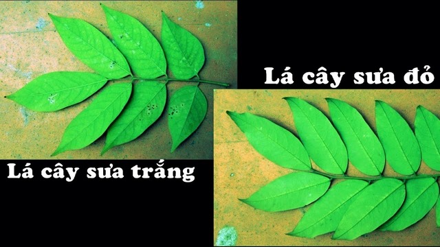 Cách phân biệt sưa đỏ và sưa trắng
