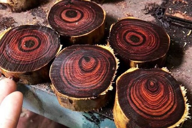 Cách phân biệt sưa đỏ và sưa trắng