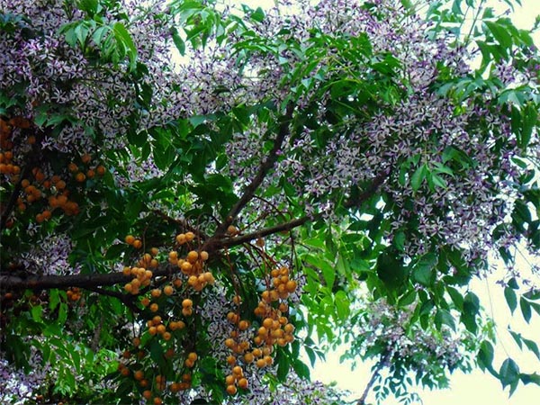 cay-xoan-dao