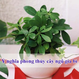 Cây ngũa gia bì để bàn xinh
