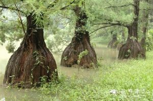 Cây thủy tùng có thể đổi màu